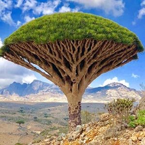 Socotra (39)