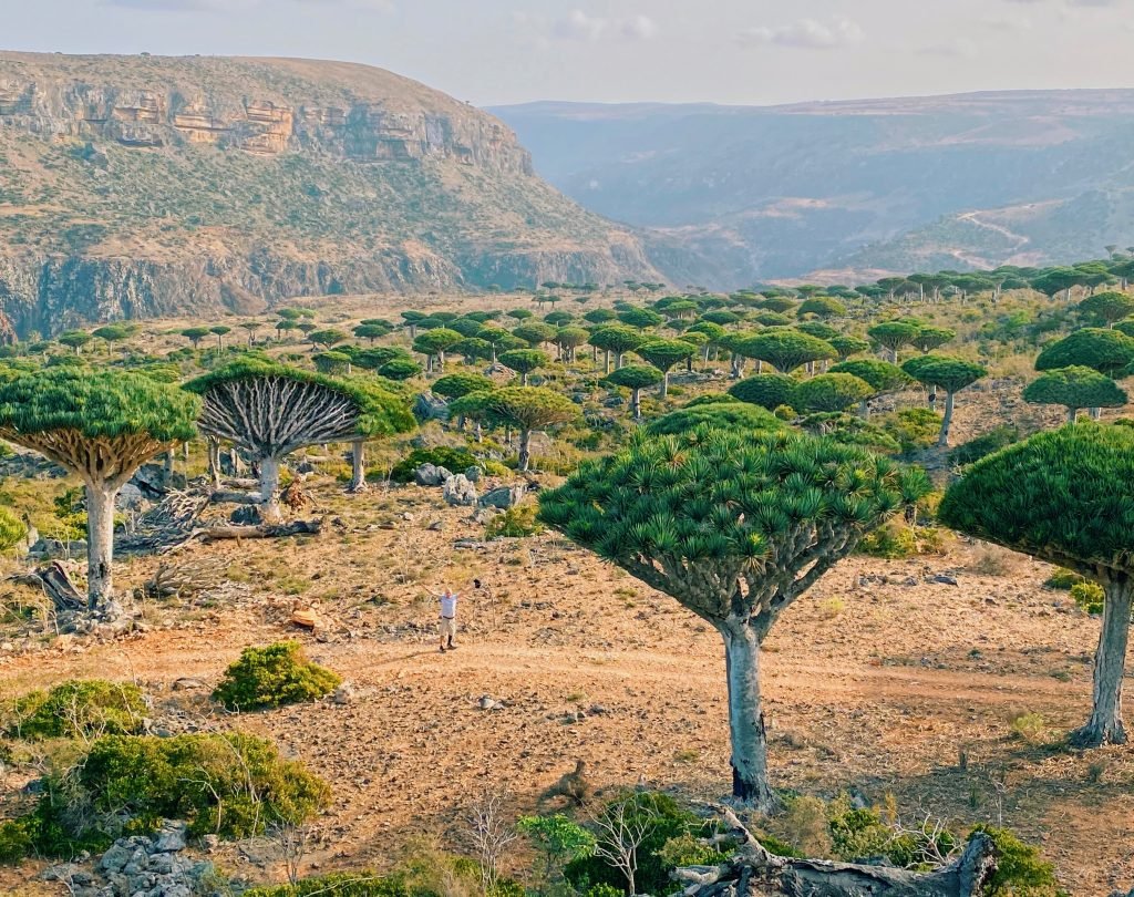How to travel Socotra