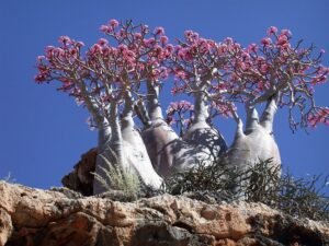 9-Socotra-Island3