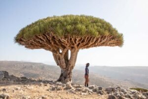 Dragon-Blood-Tree-Dixsam-Plateau-Socotra-Island-Yemen-768x512