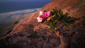 HD-wallpaper-a-flowering-bottle-tree-yemen-socotra-island-landscape-desert-rocks-blossoms-sea