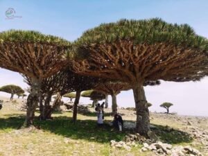 Socotra