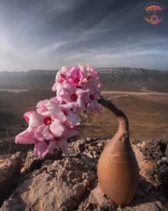 Socotra