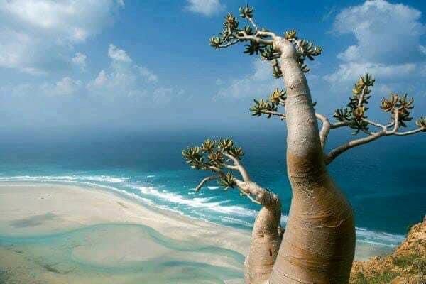 Socotra